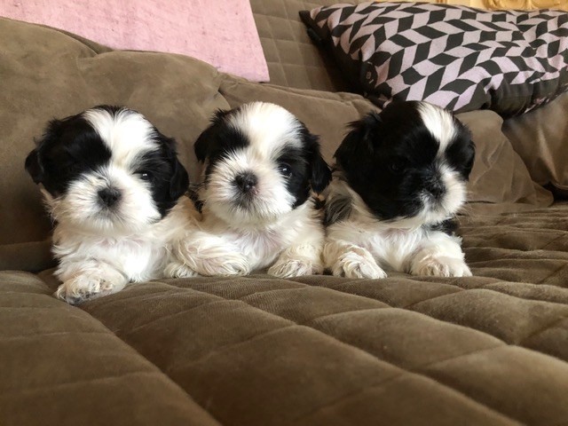 Hanastasia (Zia) X Exotic stripe (Bony) 11nov18